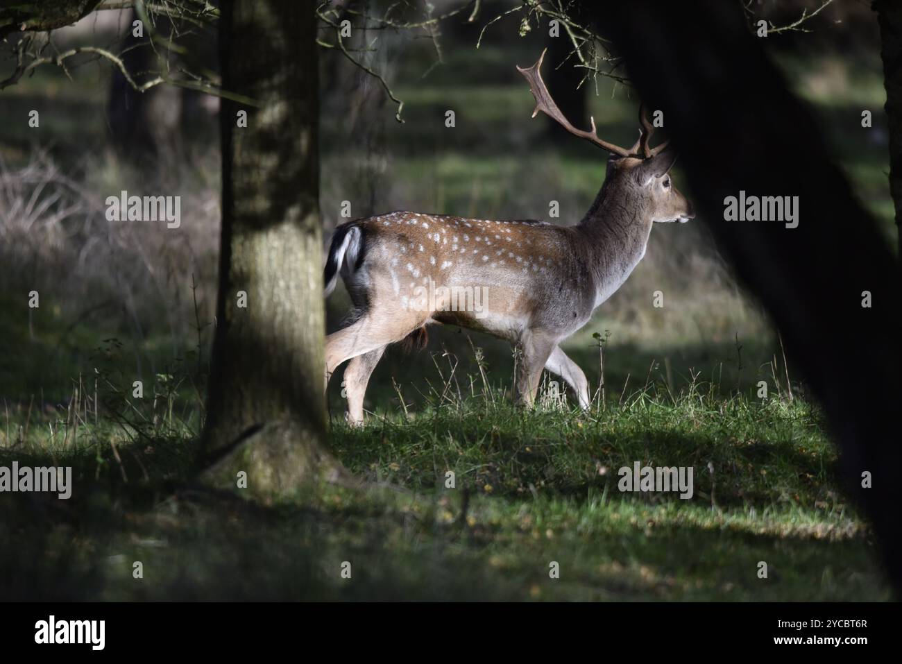 European Fallow Deer Buck (Dama dama) en courant de gauche à droite à travers Autumn Sunlit Forest, prise dans le Staffordshire, Royaume-Uni en octobre Banque D'Images