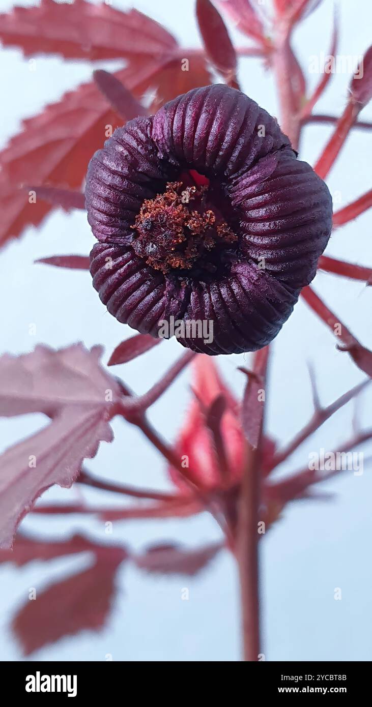 Bourgeon de fleur d'Hibiscus à feuilles rouges ou Hibiscus acetosella ou autre nom comme Rosemallow africaine, Hibiscus canneberge, faux Rosella et Mallow Maroon en p Banque D'Images Bourgeon de fleur d'Hibiscus à feuilles rouges ou Hibiscus acetosella ou autre nom comme Rosemallow africaine, Hibiscus canneberge, faux Rosella et Mallow Maroon en p Banque D'Images