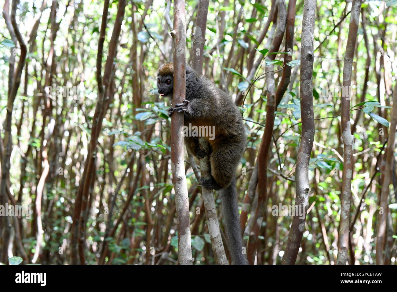 Le petit lémurien bambou de l'est (Hapalemur griseus) est un lémurien endémique de l'est de Madagascar. Cette photo a été prise dans le parc national Andasibe-Mantadia, Ala Banque D'Images
