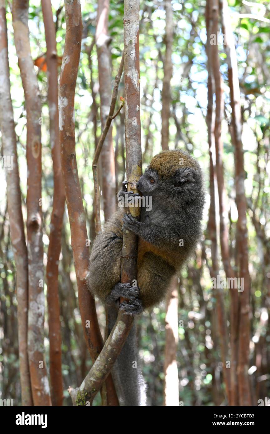 Le petit lémurien bambou de l'est (Hapalemur griseus) est un lémurien endémique de l'est de Madagascar. Cette photo a été prise dans le parc national Andasibe-Mantadia, Ala Banque D'Images