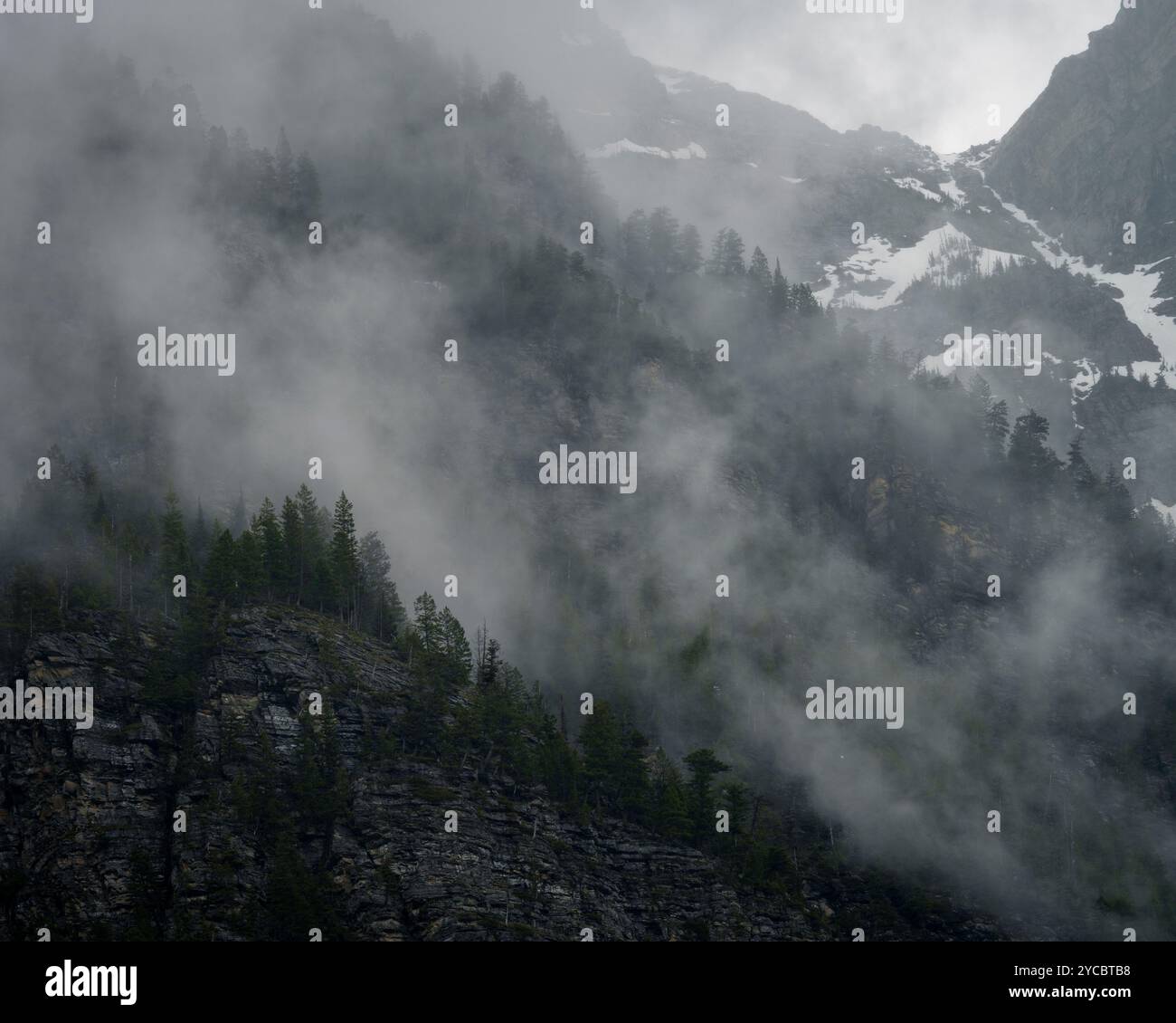 Forêt de montagne brumeuse dans le Montana Banque D'Images