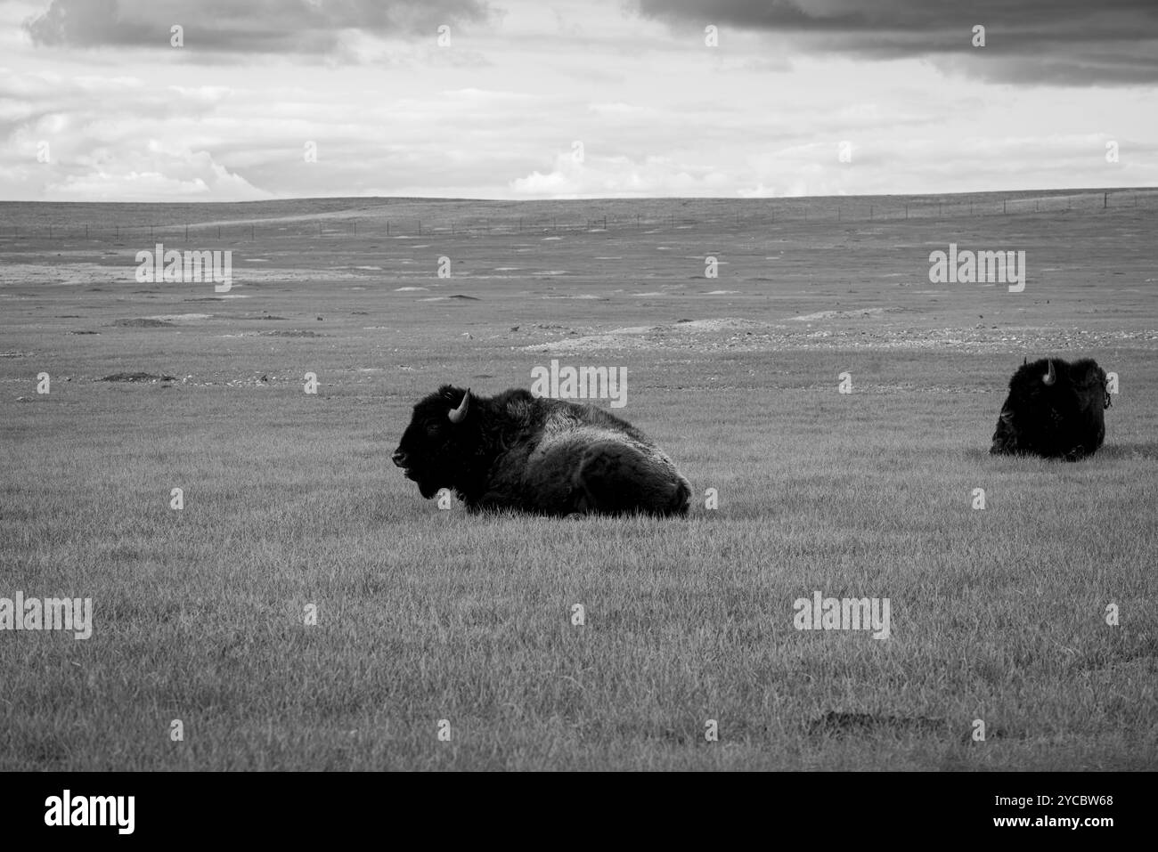 Bison dans le Dakota du Nord Banque D'Images