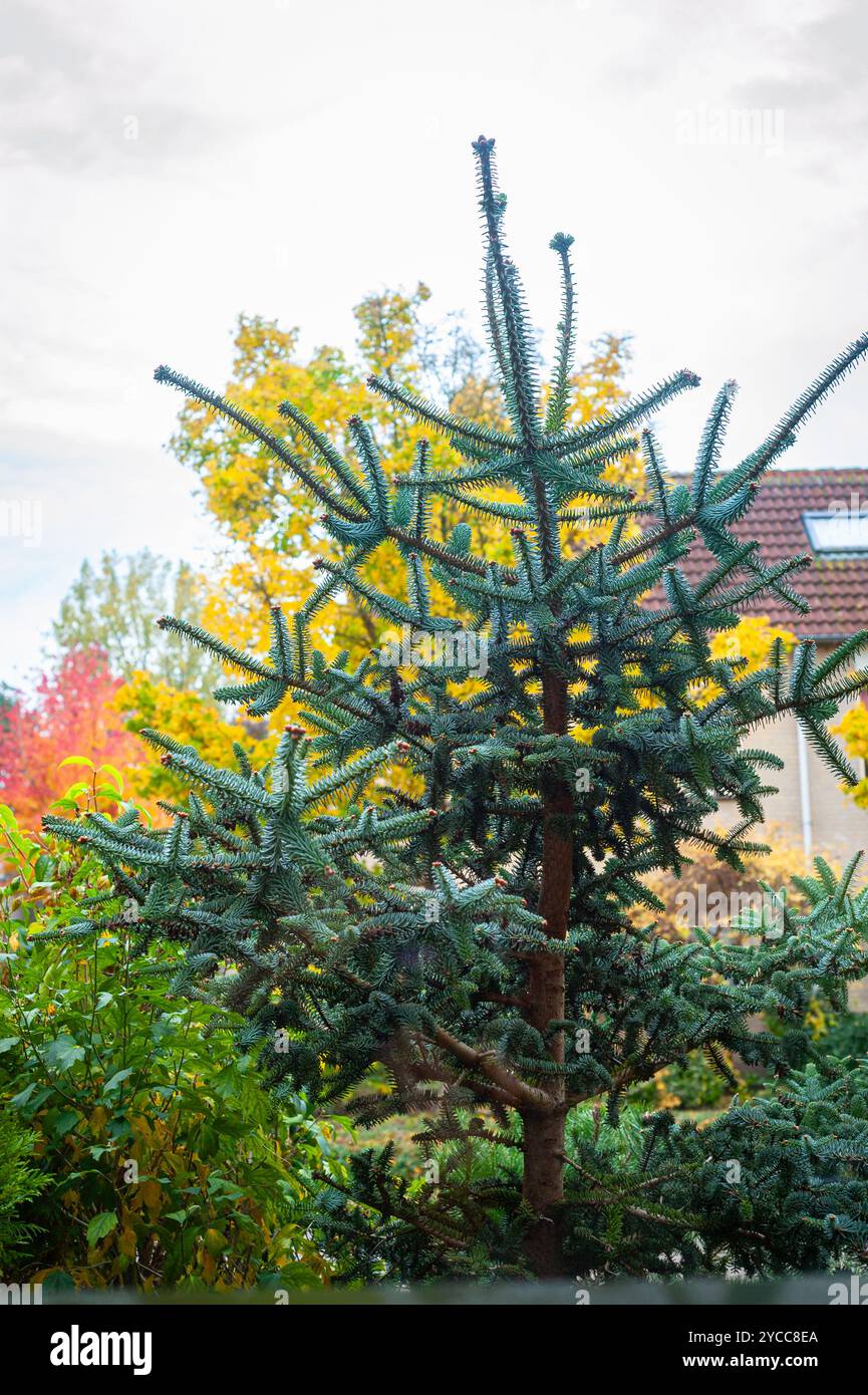 Un jeune sapin espagnol (Abies pinsapo) dans un jardin de cour avant avec d'autres arbres avec le feuillage d'automne en arrière-plan. Banque D'Images