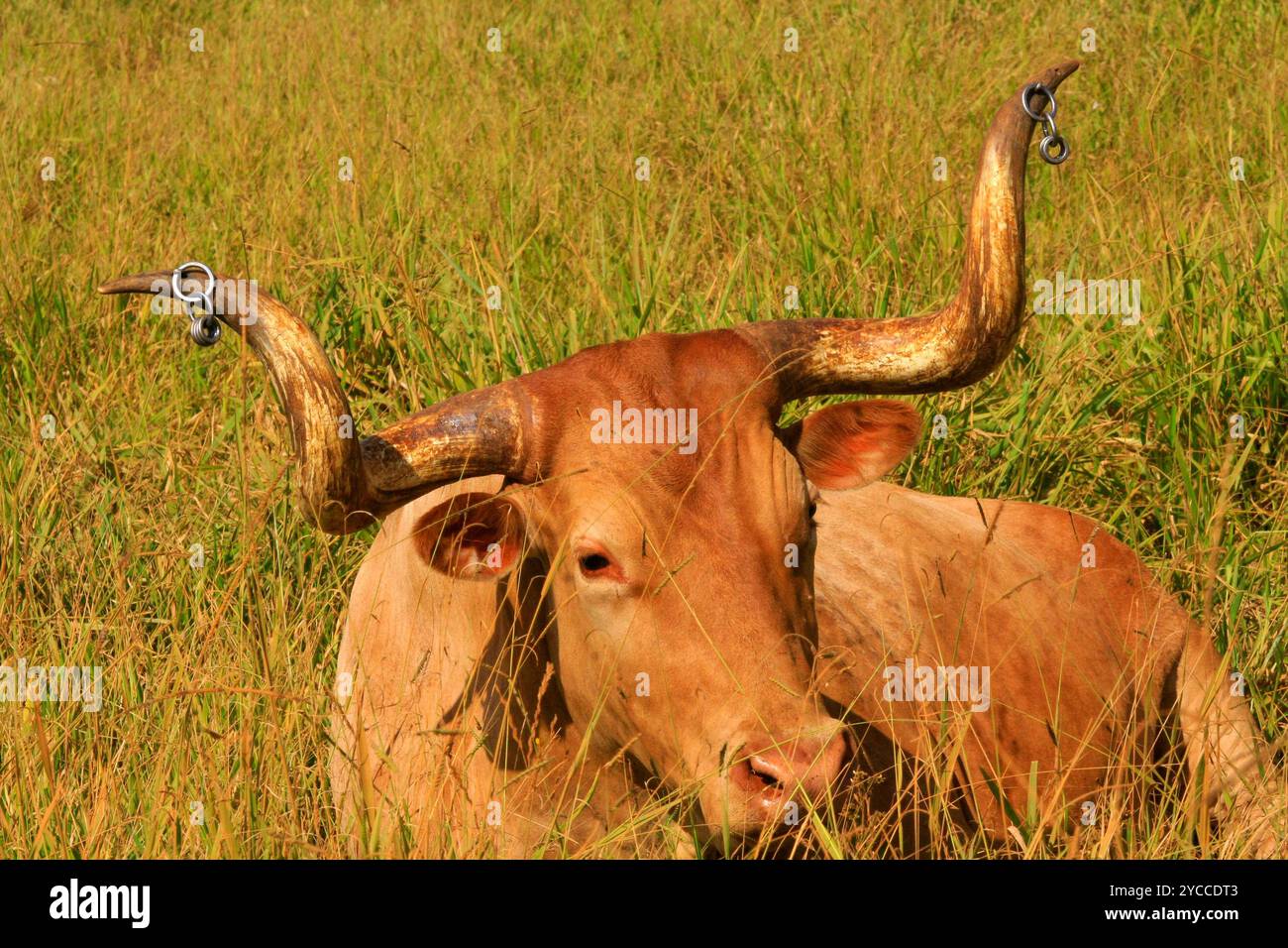 corne de bœuf longue sur l'herbe Banque D'Images