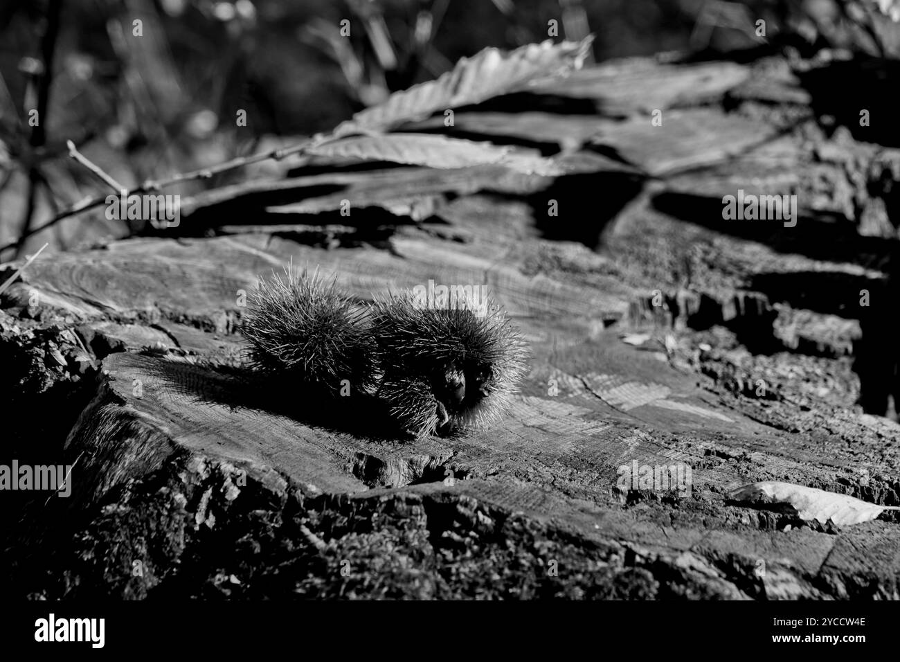 Paysages d'automne et couleurs dans les vignobles et les bois des Apennins Emilia-Romagna, province de Bologne, Emilia Romagna, Italie Banque D'Images