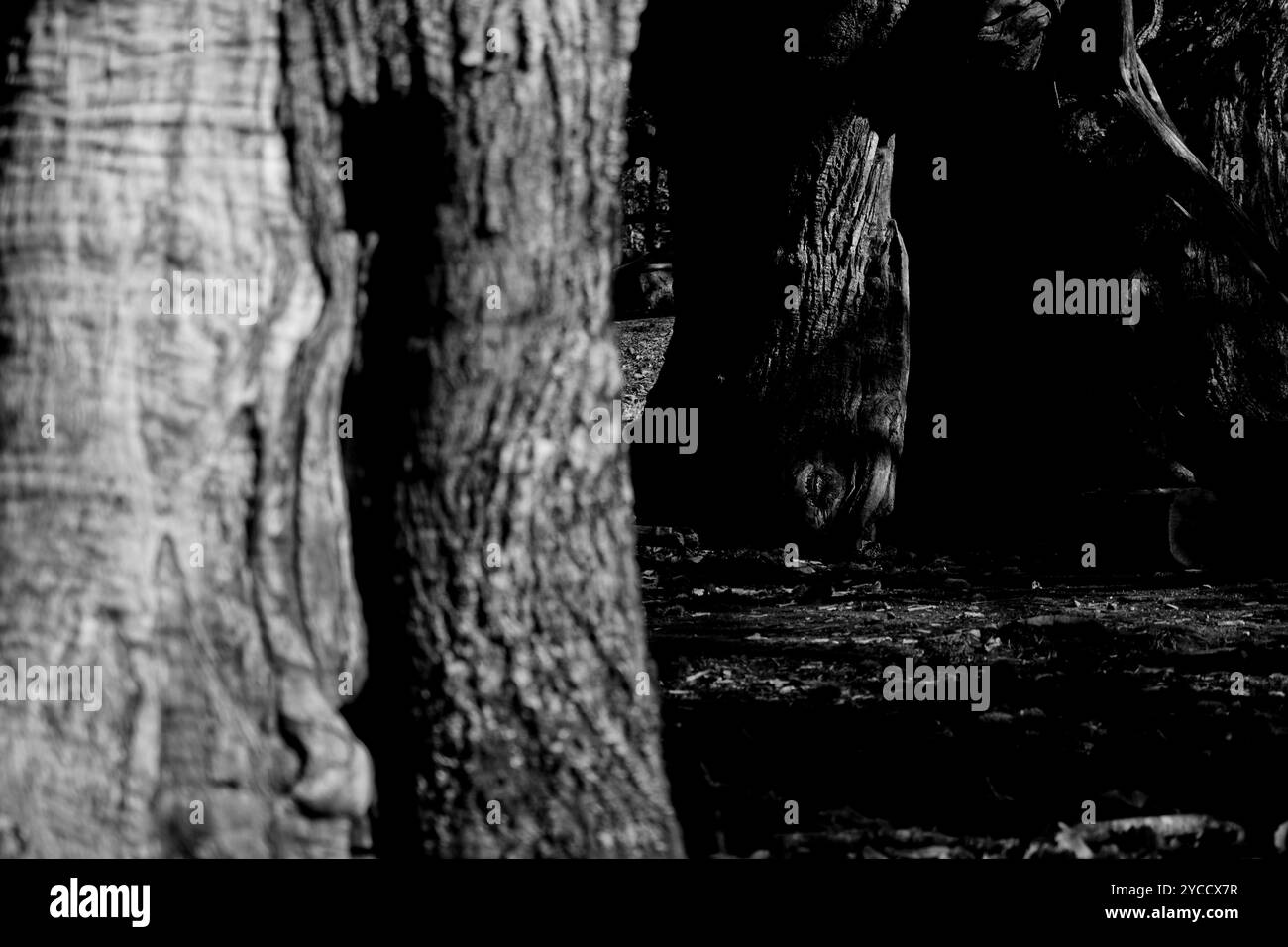 Paysages d'automne et couleurs dans les vignobles et les bois des Apennins Emilia-Romagna, province de Bologne, Emilia Romagna, Italie Banque D'Images