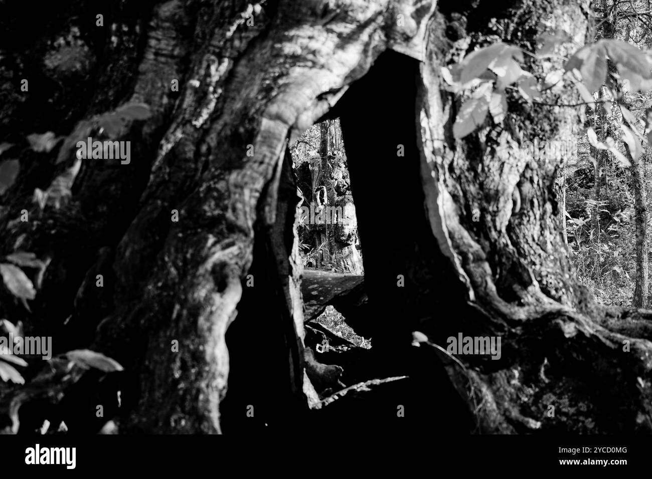 Paysages d'automne et couleurs dans les vignobles et les bois des Apennins Emilia-Romagna, province de Bologne, Emilia Romagna, Italie Banque D'Images