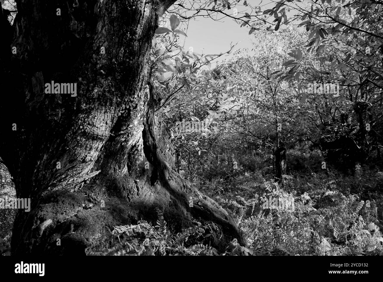 Paysages d'automne et couleurs dans les vignobles et les bois des Apennins Emilia-Romagna, province de Bologne, Emilia Romagna, Italie Banque D'Images