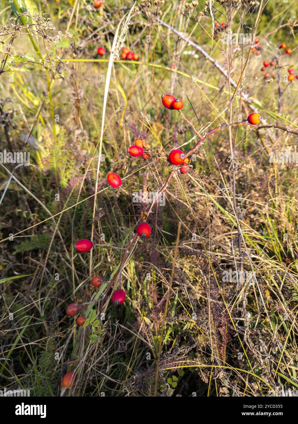 Wild Rosehip : un buisson vibrant orné de grappes de berges rouges vifs se dresse haut dans un champ de hautes herbes. Banque D'Images