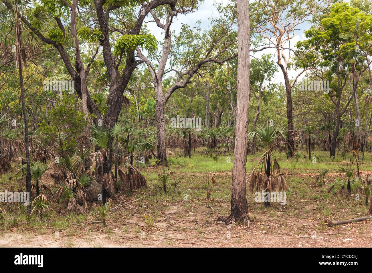 Découvrez la verdure vibrante du parc national de Litchfield, où une flore unique se développe dans la beauté naturelle du territoire du Nord australien. A Perfe Banque D'Images