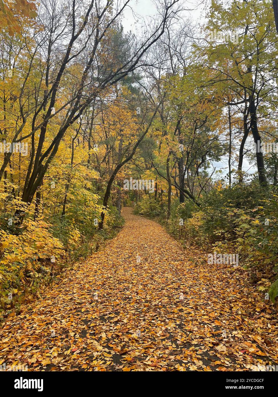 Un sentier sinueux tapissé d'érable doré laisse des méandres à travers une forêt ensoleillée, où l'automne peint la canopée de jaunes chauds et de lumière tamisée. Banque D'Images