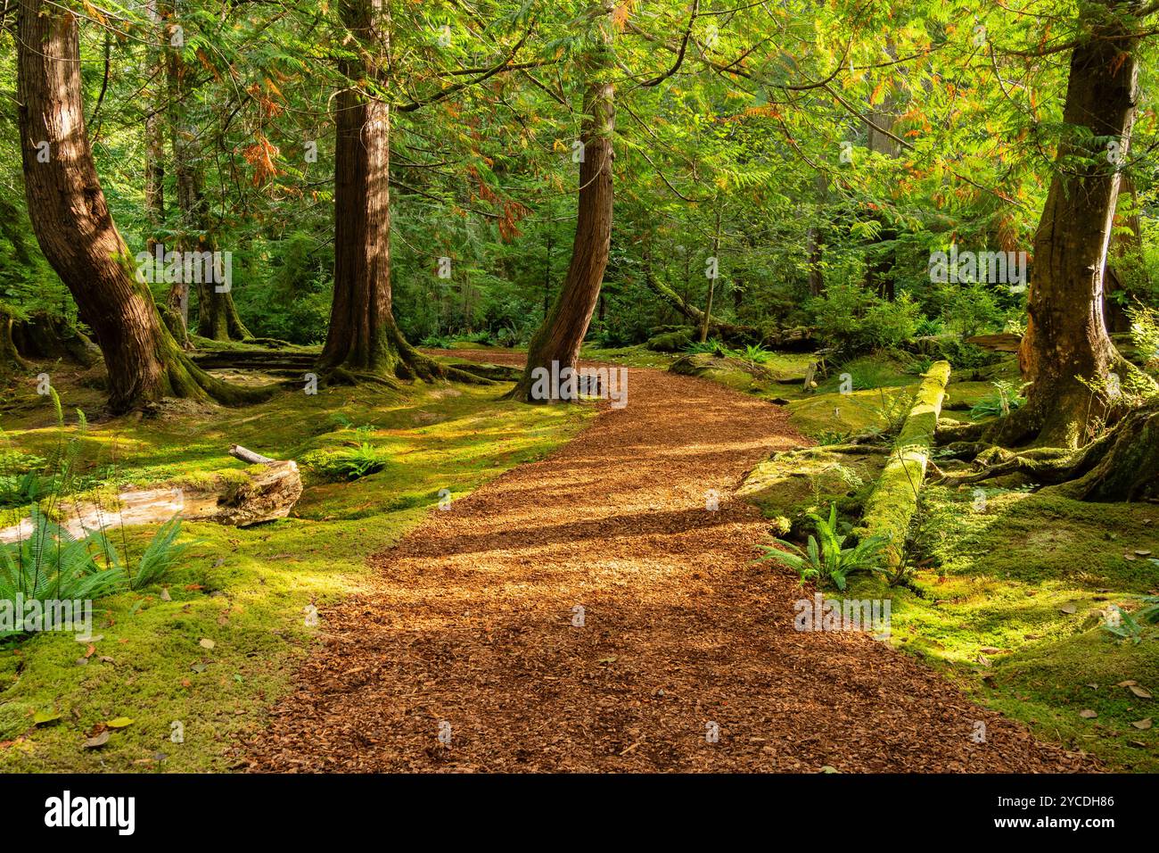 Le sentier Moss Garden à la réserve Bloedel sur l'île Bainbridge. Banque D'Images