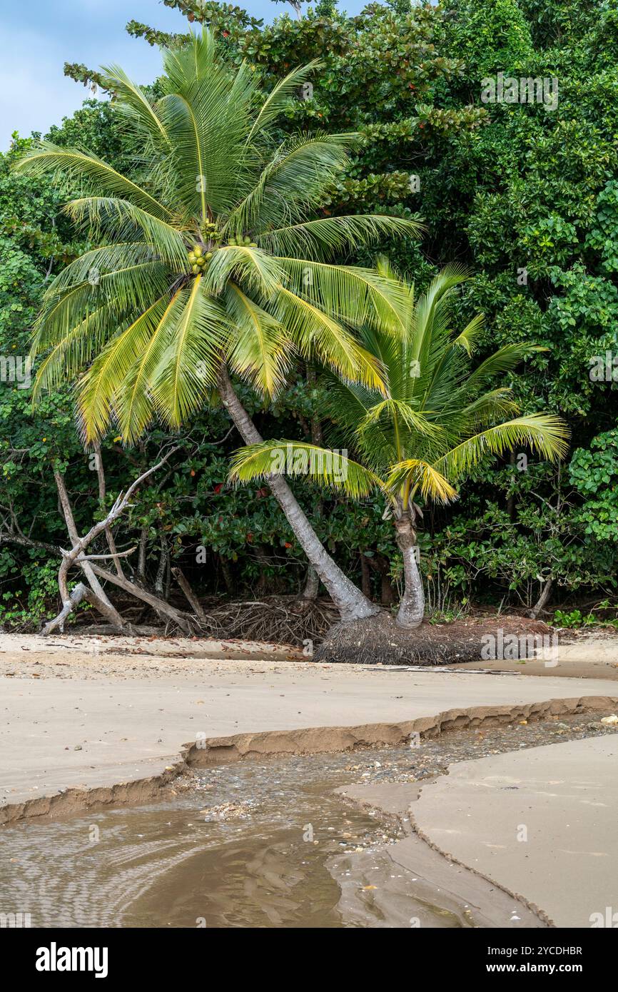 Coconut Palms surplombant un petit ruisseau sur Narragon Beach, Mission Beach, nord du Queensland Australie Banque D'Images