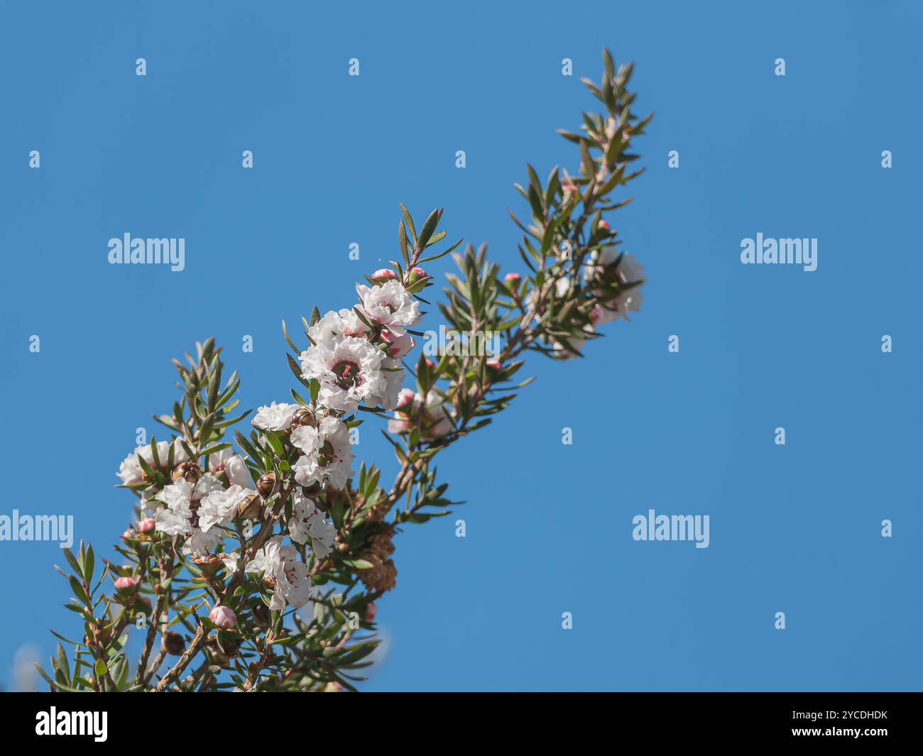 Gros plan d'une branche de manuka ornée de délicates fleurs blanches Banque D'Images