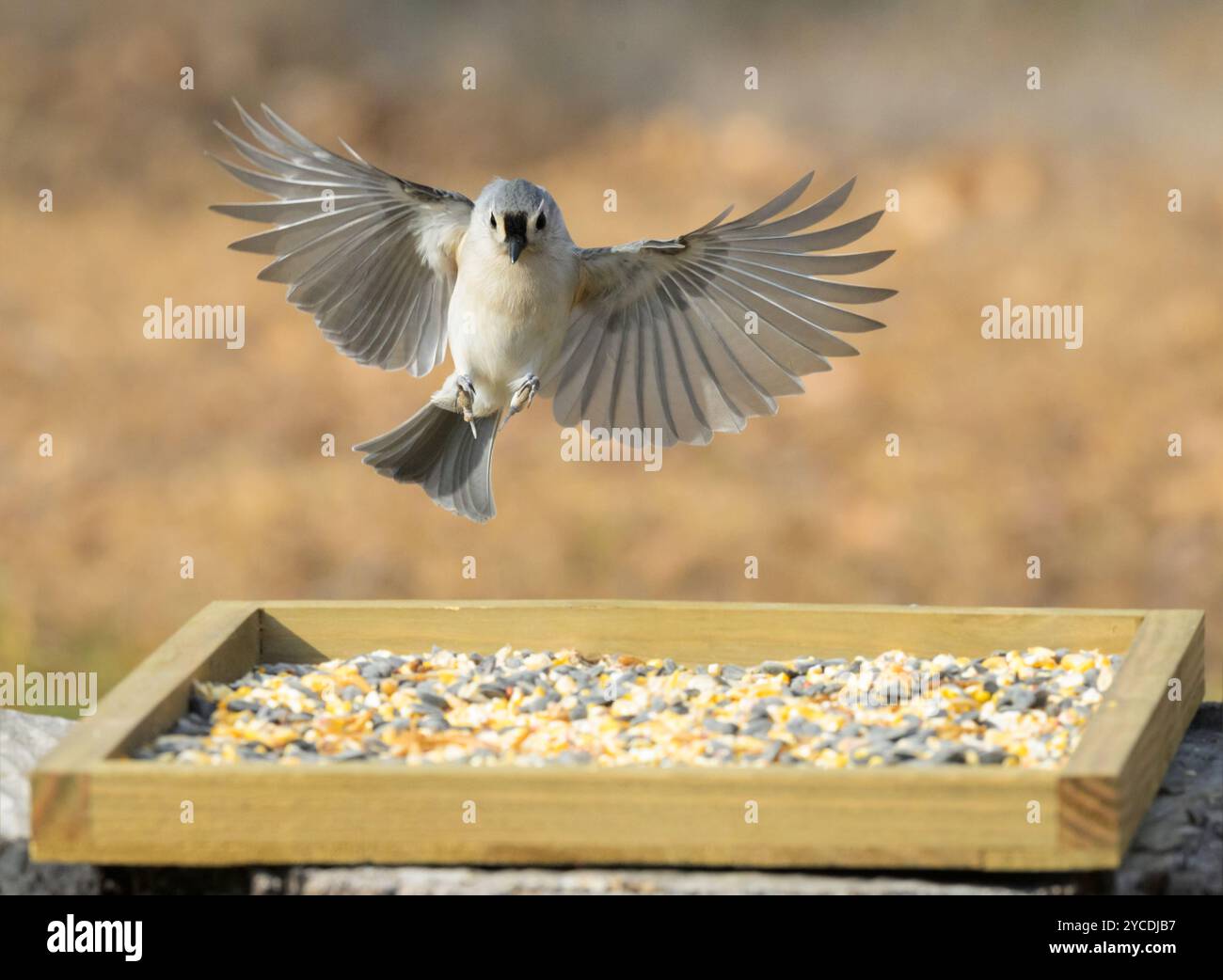 Titmouse touffeté en vol, sur le point d'atterrir sur une mangeoire en hiver. Vue de face avec ailes grandes ouvertes. Banque D'Images