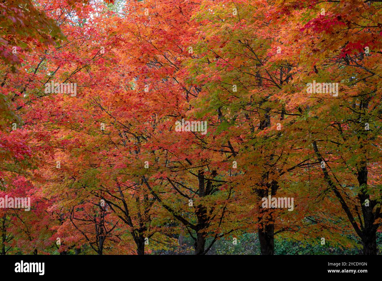 WA25784-00...WASHINGTON - couleurs d'automne sur un groupe d'érables., au Gene Coulon Memorial Beach Park à Renton. Banque D'Images