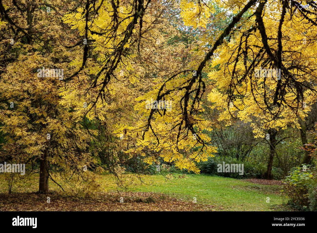 WA25809-00...WASHINGTON - le frêne à feuilles étroites, Fraxinus Angustifolia, en couleur d'automne L'Arboretum de Washington Park. Banque D'Images
