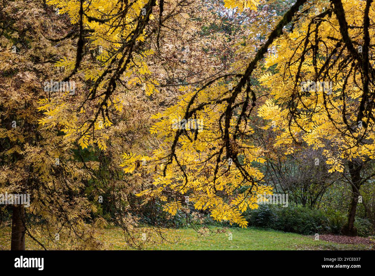 WA25810-00...WASHINGTON - le frêne à feuilles étroites, Fraxinus Angustifolia, en couleur d'automne L'Arboretum de Washington Park. Banque D'Images