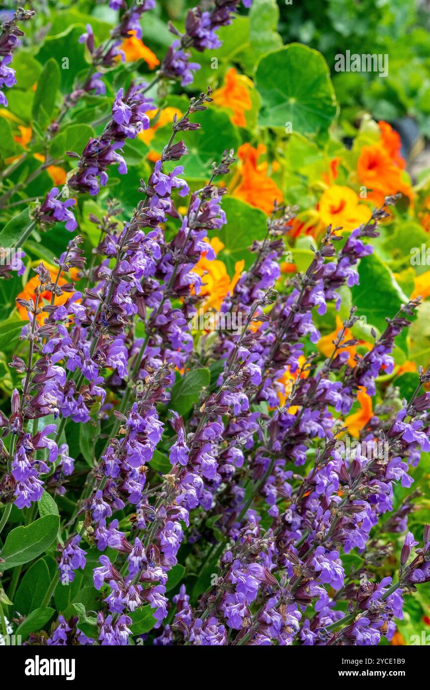 Sauge bleue en fleur sur fond de nasturtium dans un jardin de chalet Banque D'Images