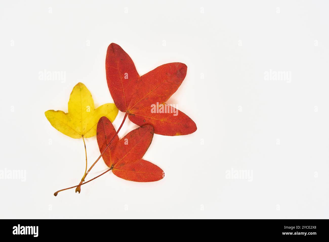 Trois feuilles d'Acer monspessulanum, érable de Montpellier, érable français avec coloration colorée d'automne et fond blanc Banque D'Images