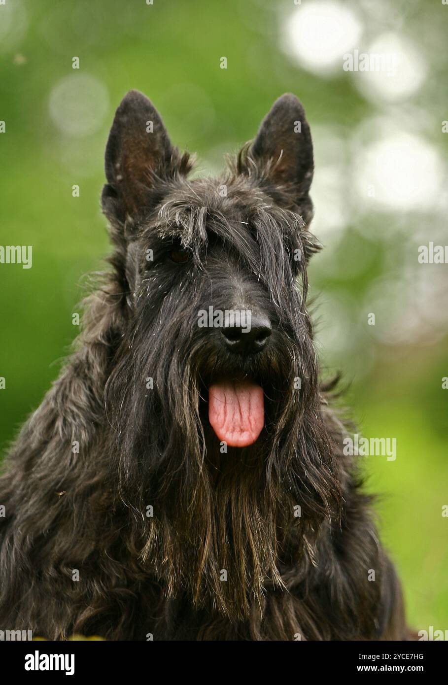 Le Terrier écossais (également connu sous le nom de Terrier d'Aberdeen), populairement appelé Scottie, est une race de chien surtout connue pour son profil distinctif et Banque D'Images