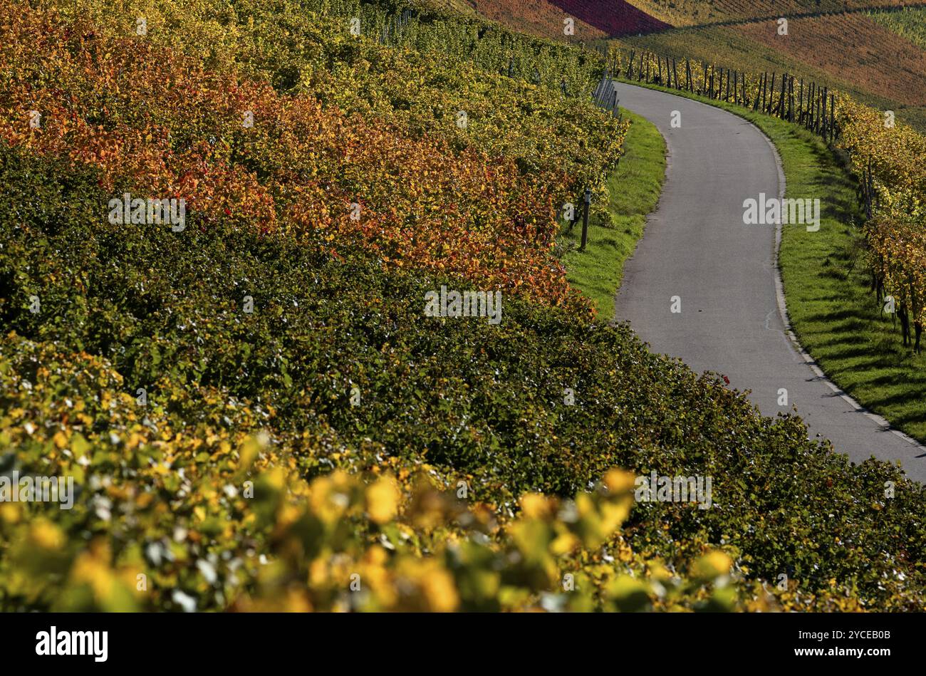 Route, chemin, à travers le vignoble, les vignes, les vignes, viticulture, couleurs d'automne, automne, Kappelberg, Fellbach, Waiblingen, Bade-Wuertemberg, Allemagne, Banque D'Images