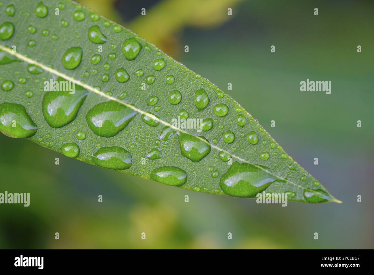 Gouttes de pluie sur une feuille de laurier rose, près de Cruilles, Costa Brava, Catalogne, Espagne, Europe Banque D'Images