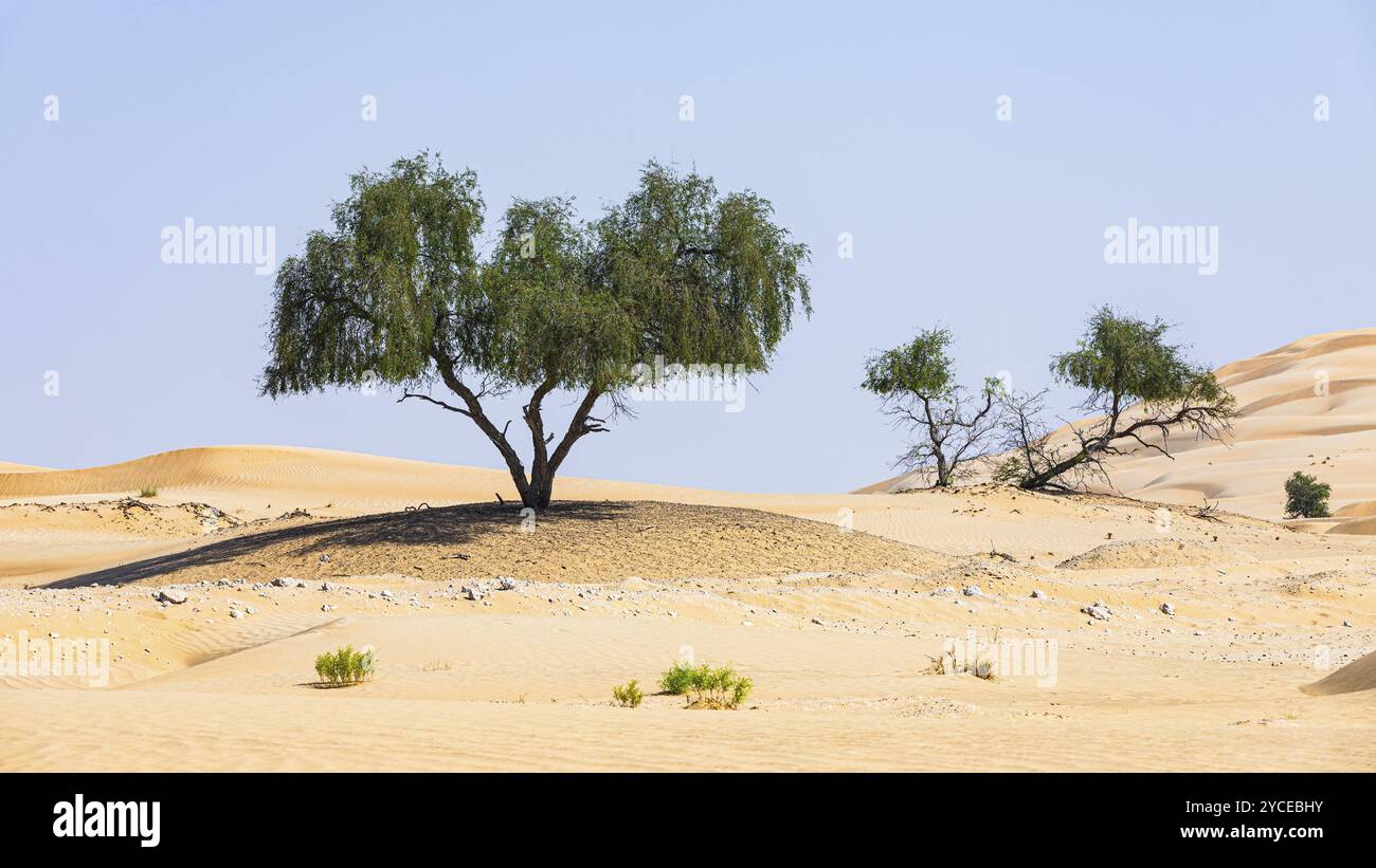 Arbres dans les dunes de sable, Rub al Khali désert, province de Dhofar, péninsule arabique, Sultanat d'Oman Banque D'Images