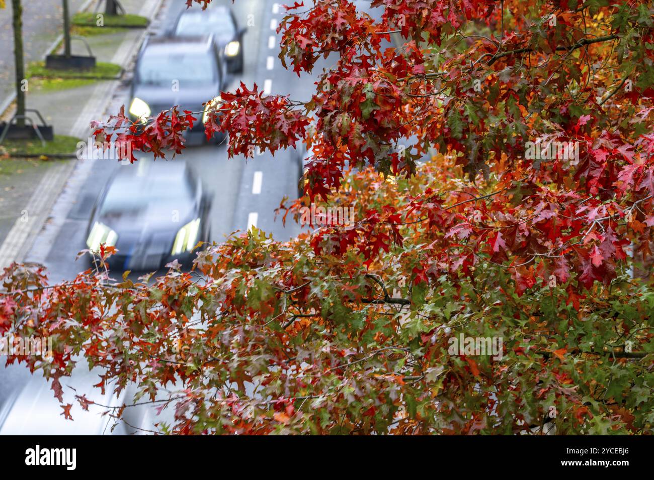 Automne, circulation routière, centre-ville, arbres aux couleurs automnales bordent une route à 4 voies, image symbolique, Bottroper Strasse à Essen, Rhénanie du Nord-Westphalie, GE Banque D'Images