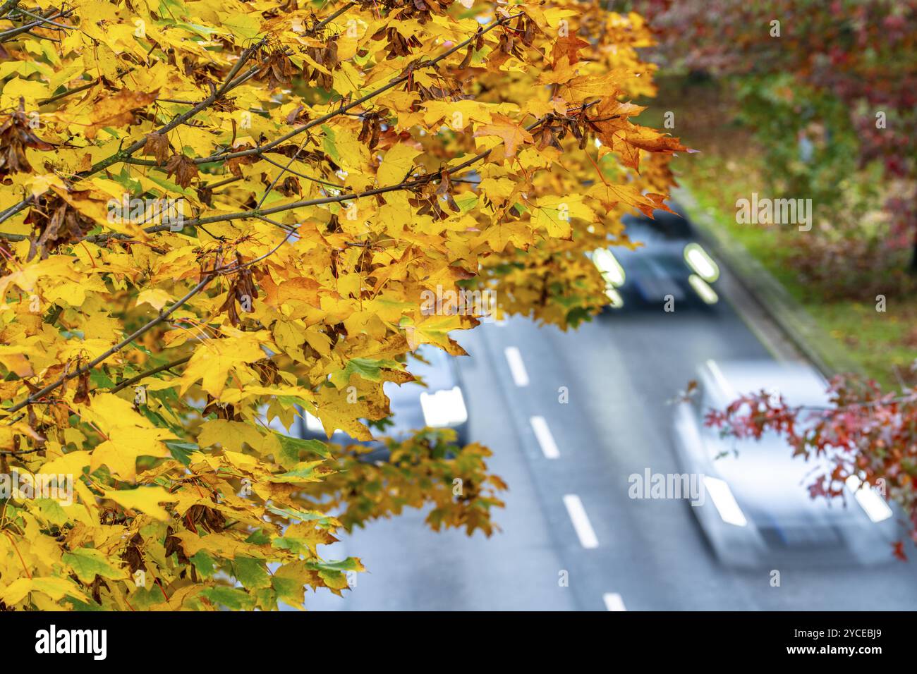 Automne, circulation routière, centre-ville, arbres aux couleurs automnales bordent une route à 4 voies, image symbolique, Bottroper Strasse à Essen, Rhénanie du Nord-Westphalie, GE Banque D'Images