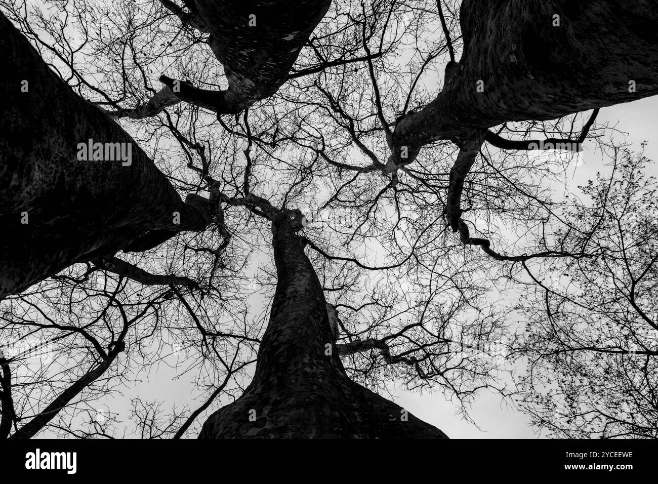 Branches d'arbres vues d'en bas Banque D'Images