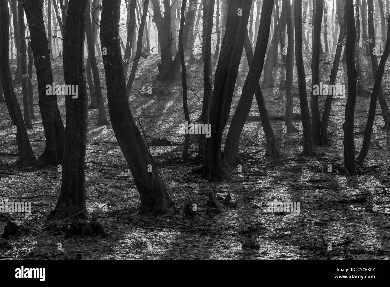 Forêt de Hoia Baciu, la forêt la plus hantée du monde avec une réputation pour de nombreuses activités paranormales intenses et des événements inexpliqués. À l'intérieur de Hoia Baciu Haunte Banque D'Images