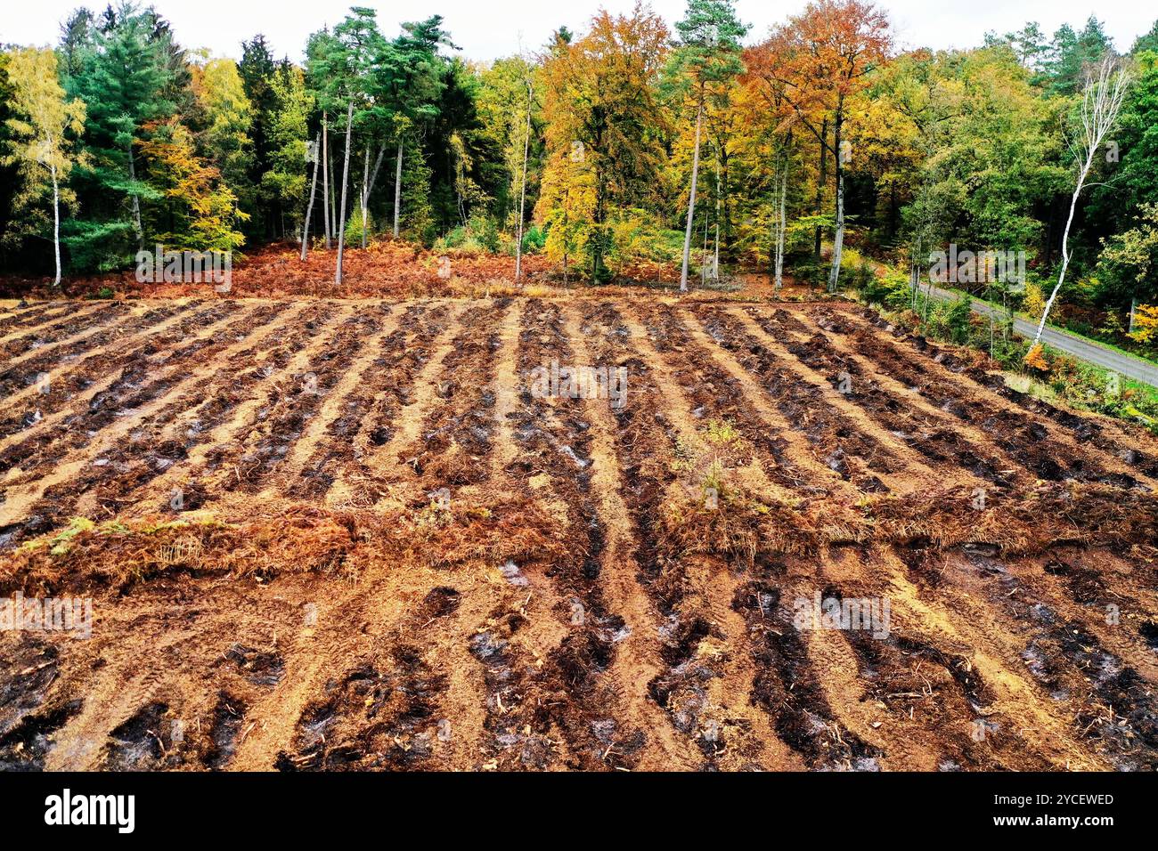 Vue aérienne d'une clairière dans une forêt montrant des tourbières en préparation pour l'agriculture, mettant en évidence les dommages environnementaux causés par la déforestation Banque D'Images