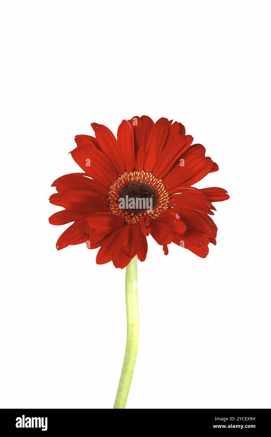 Fleur rouge de Gerbera sur fond blanc Banque D'Images