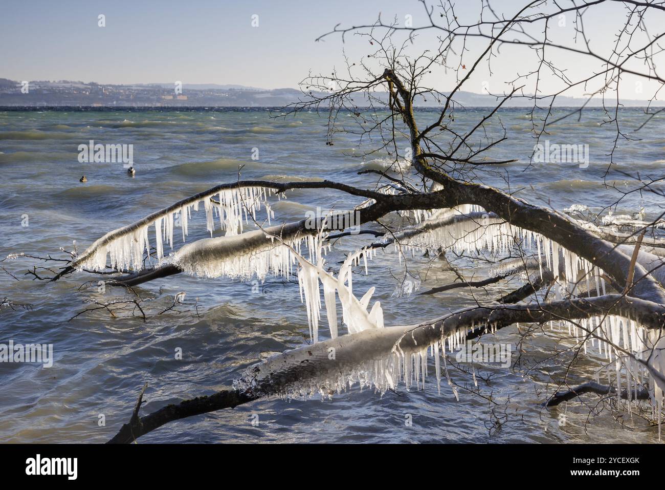 Branches glacées au-dessus de l'eau orageuse sous un ciel hivernal clair, Hoernle, Constance, lac de Constance, Bade-Wuerttemberg, Allemagne, Europe Banque D'Images