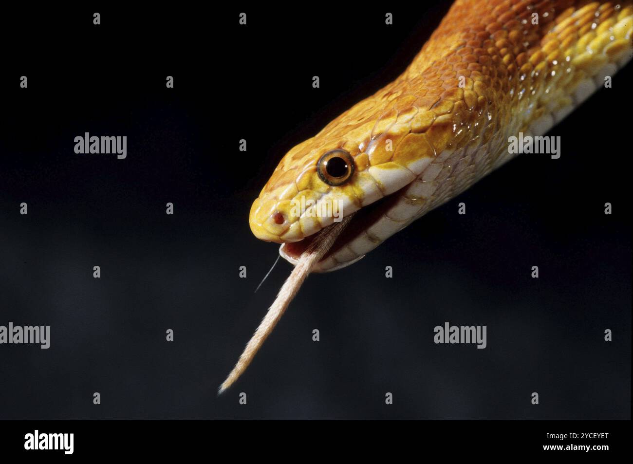 Animal, reptile, serpent, Adder, serpent de maïs, portrait Banque D'Images