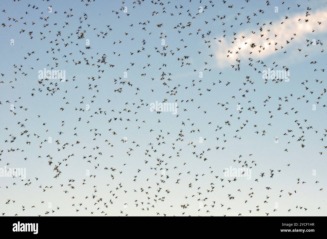 Beaucoup de grand nuage de moustiques contre le ciel bleu Banque D'Images