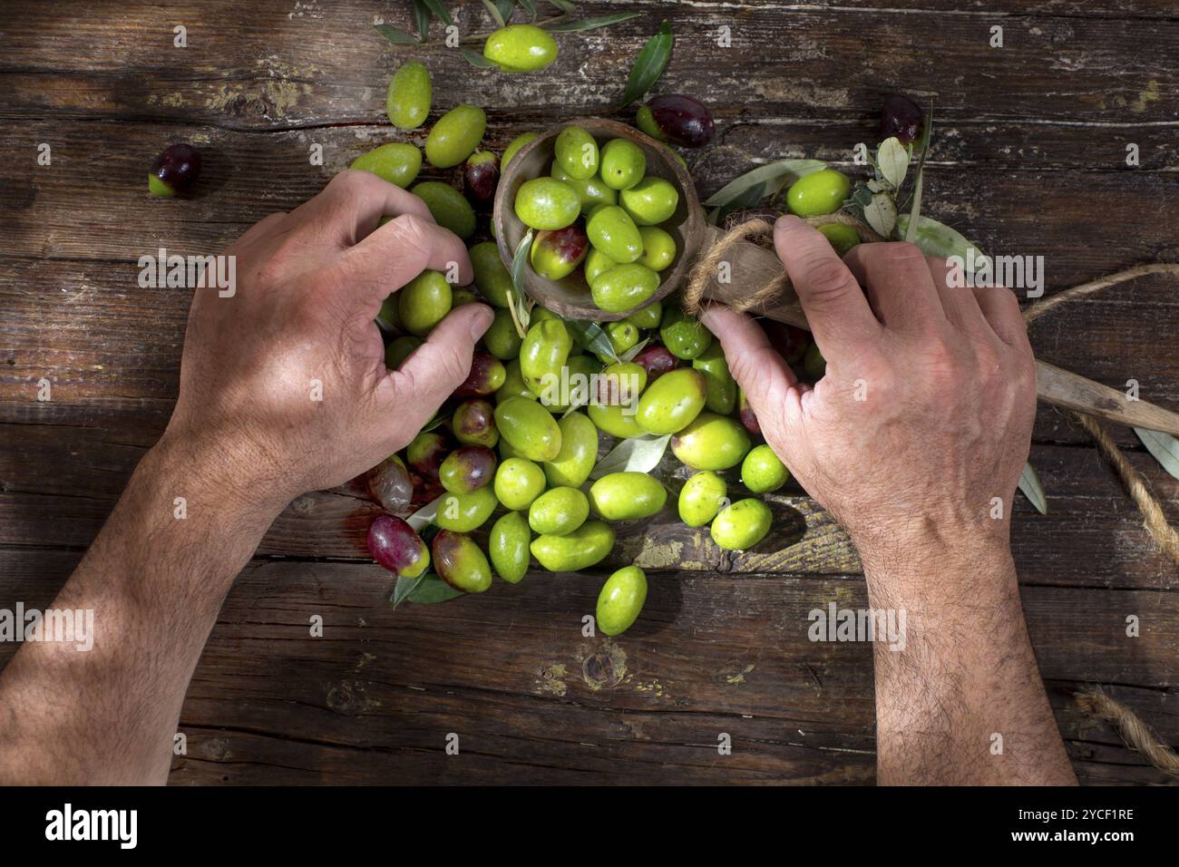Le nettoyage et la préparation de la saumure des olives big green Banque D'Images