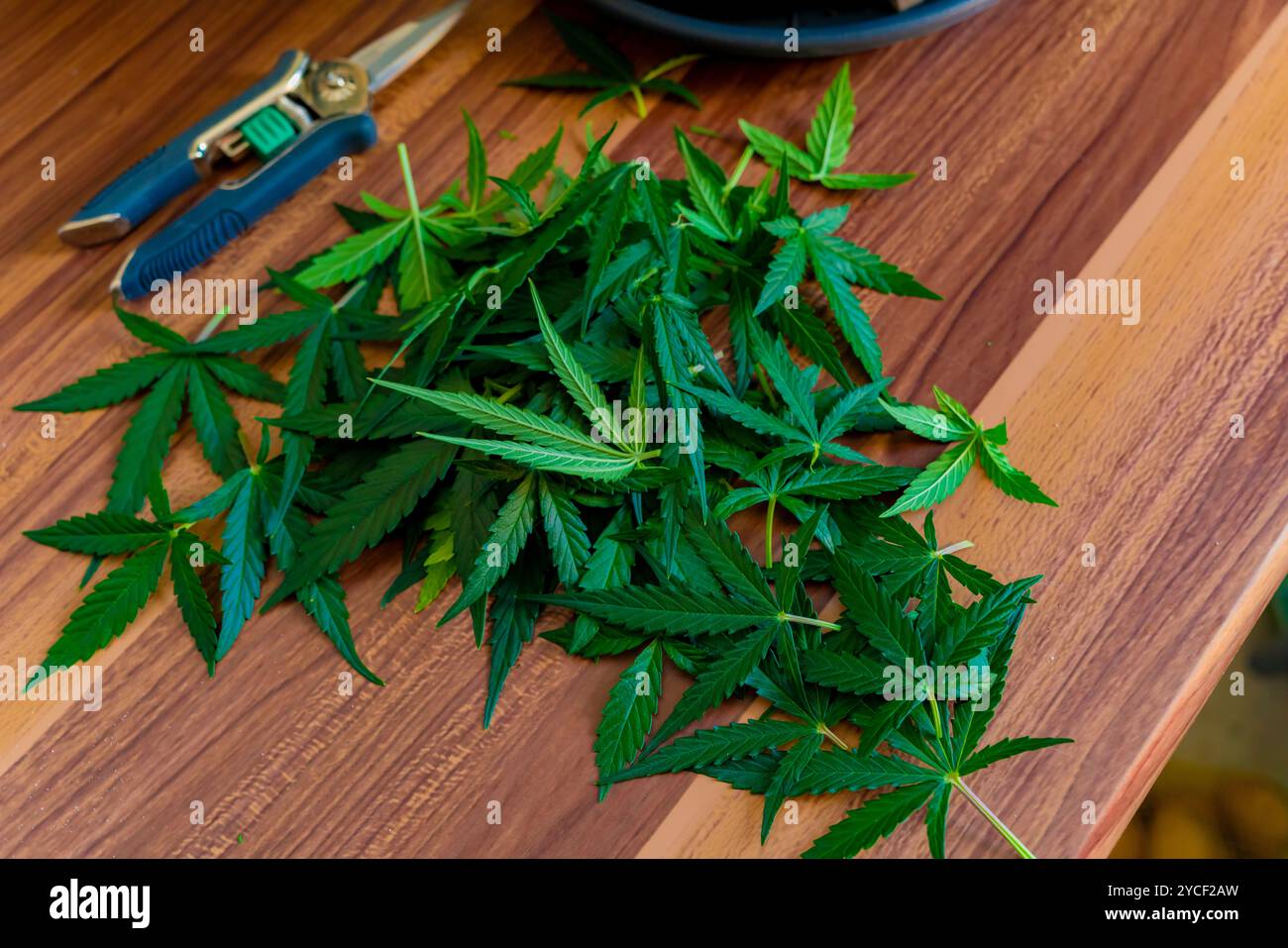 Un tas de feuilles de cannabis fraîchement coupées sur une table, à côté de lui une paire de cisailles à élaguer Banque D'Images