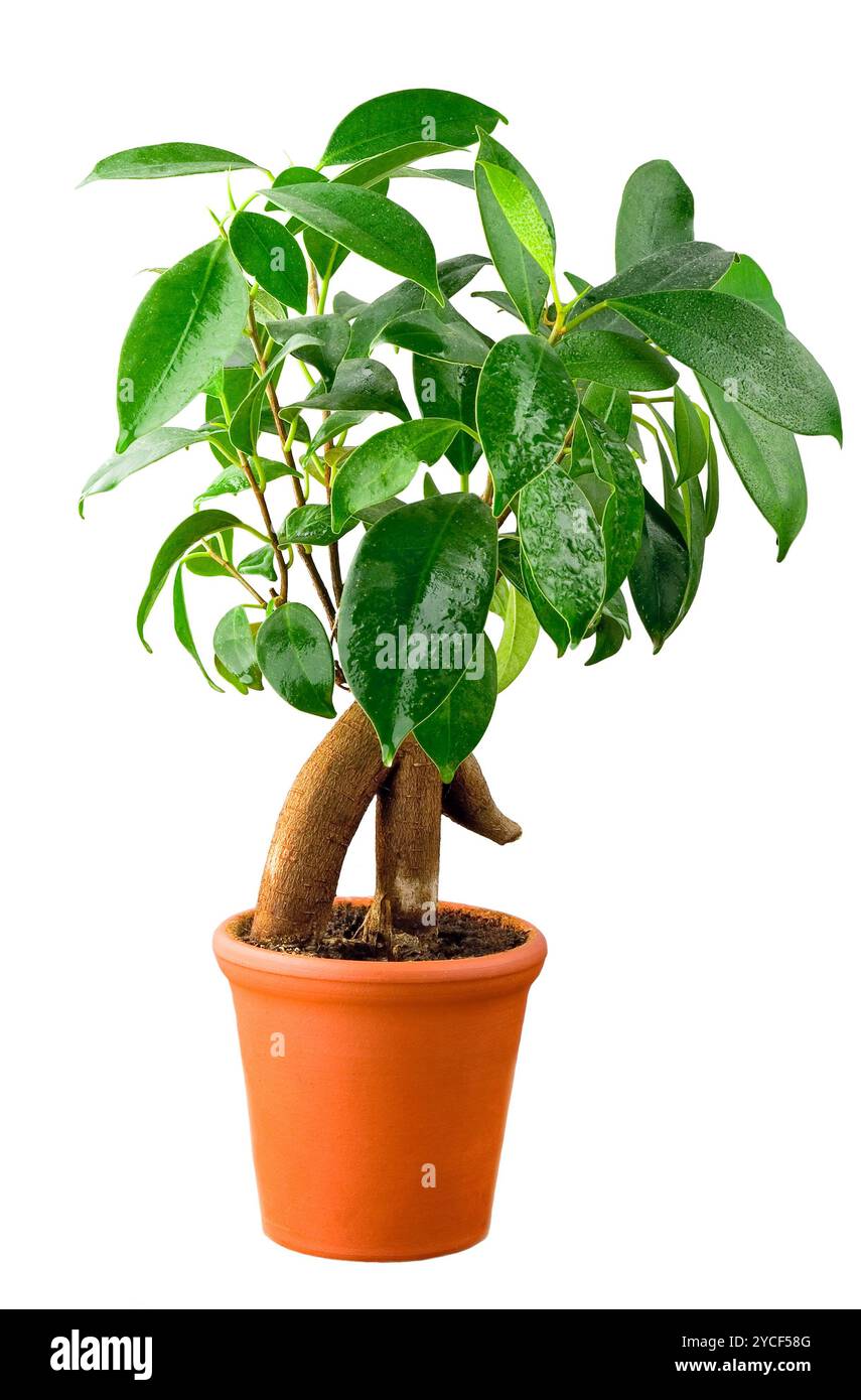 Bonsai Ficus arbre avec des gouttes d'eau isolé Banque D'Images