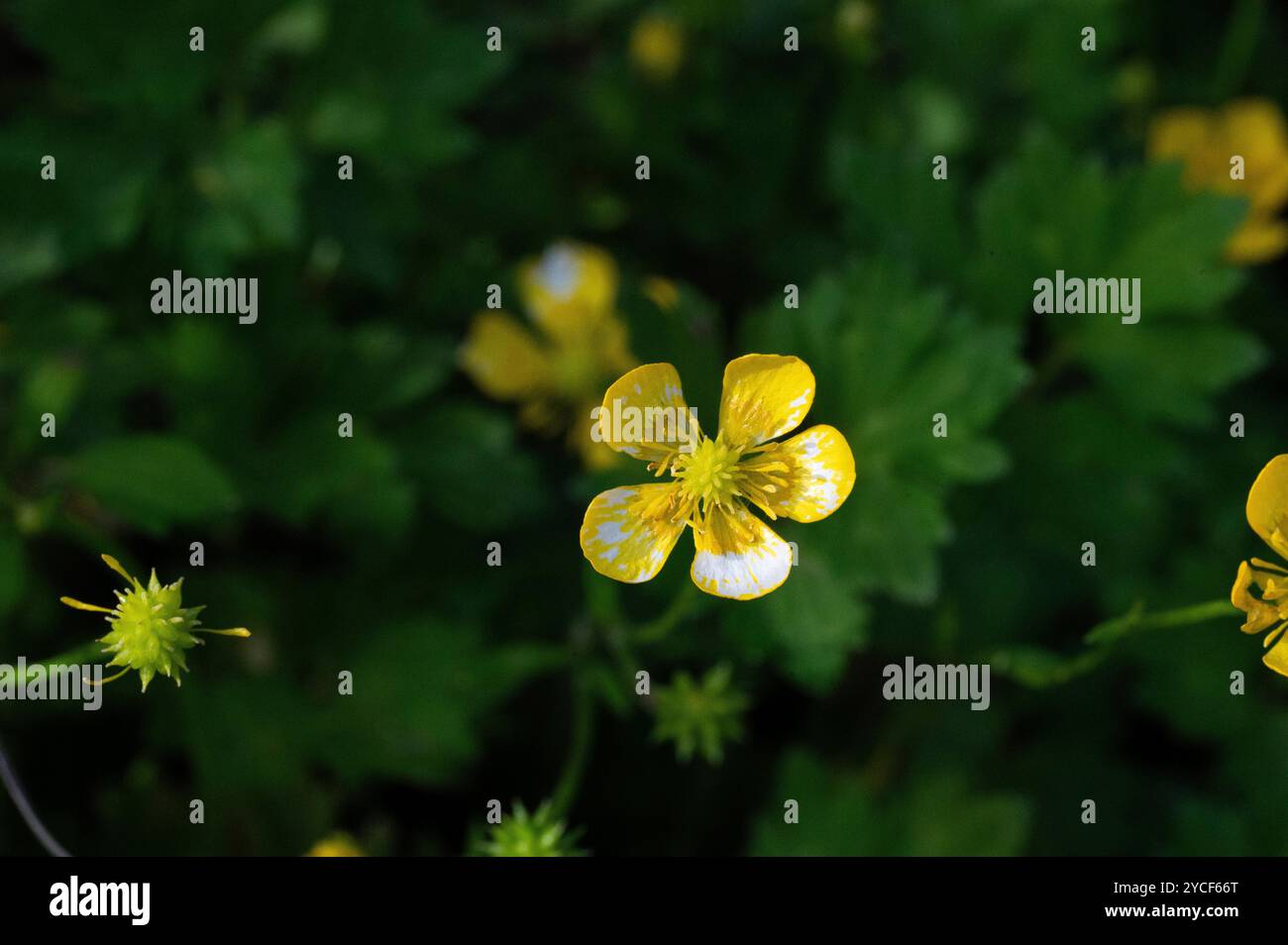 Fleur de papillon rampante Banque D'Images
