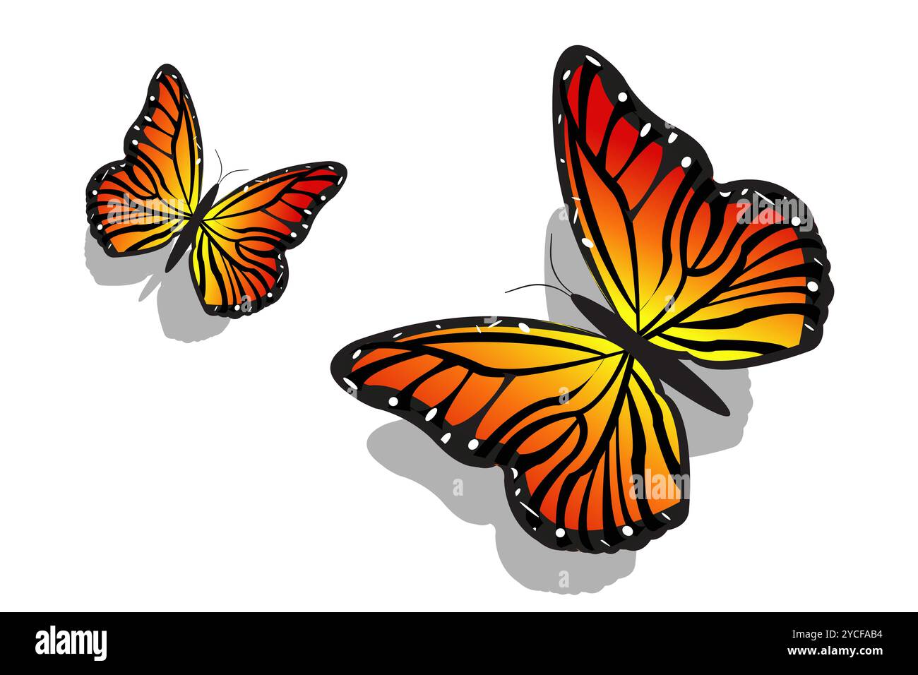 Illustration de paire de papillon sur fond isolé Banque D'Images