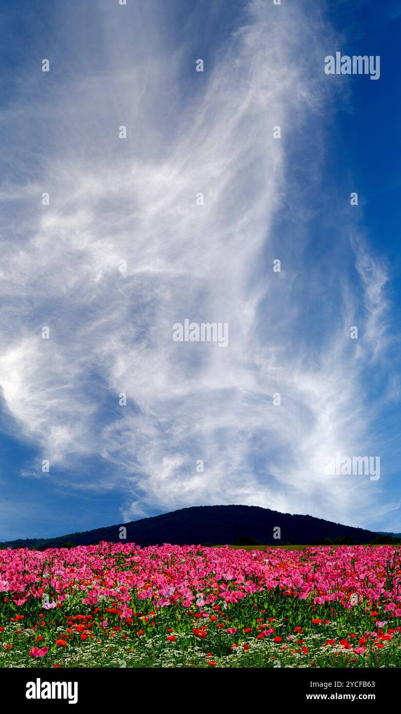 Europe, Allemagne, Hesse, Hesse du Nord, Parc naturel de Meißner-Kaufunger Wald, champ de pavot à opium sur le Hoher Meißner, drame des nuages Banque D'Images