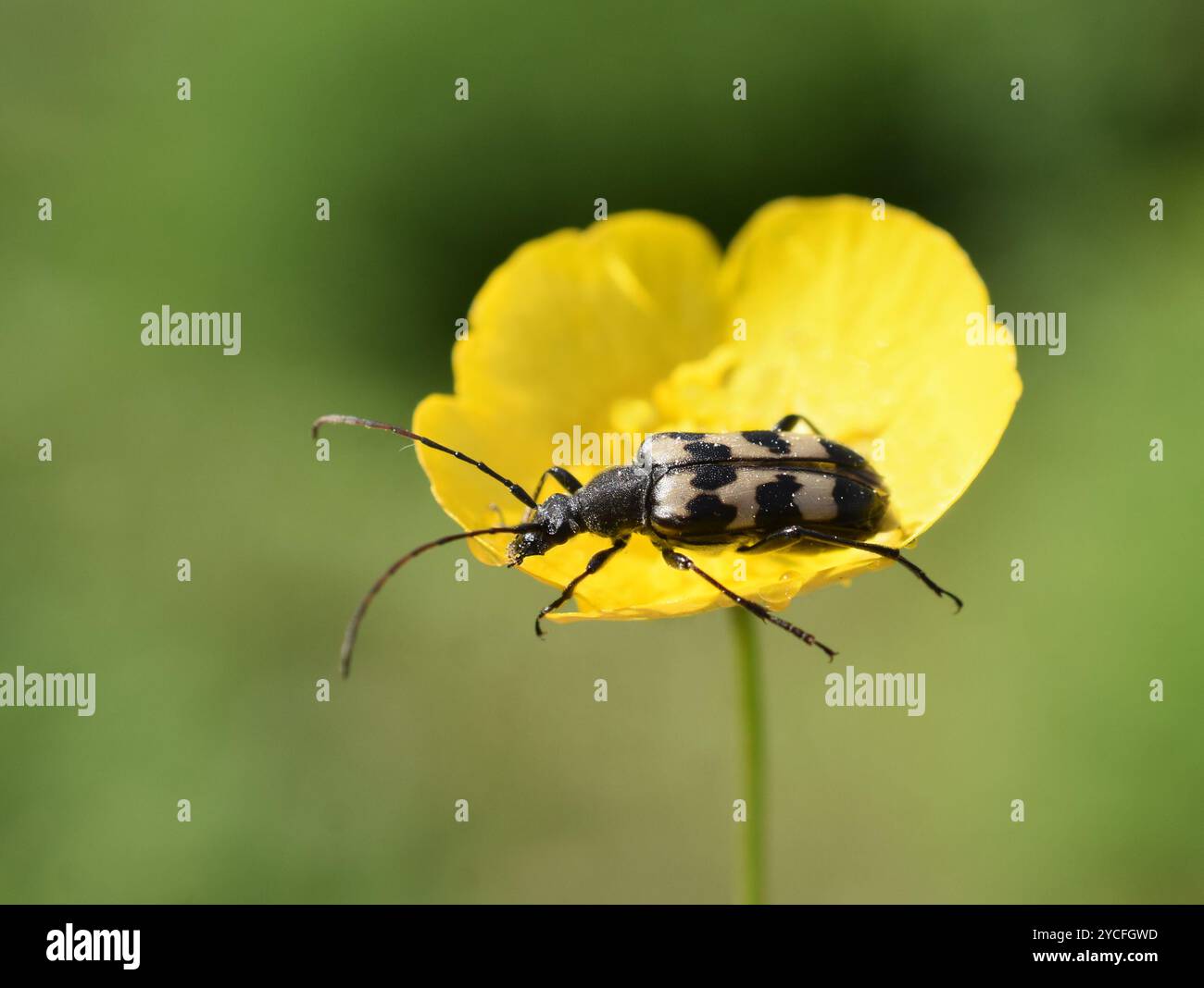 Trois bandes Longhorn Beetle Judolia sexmaculata assis dans une fleur jaune Banque D'Images