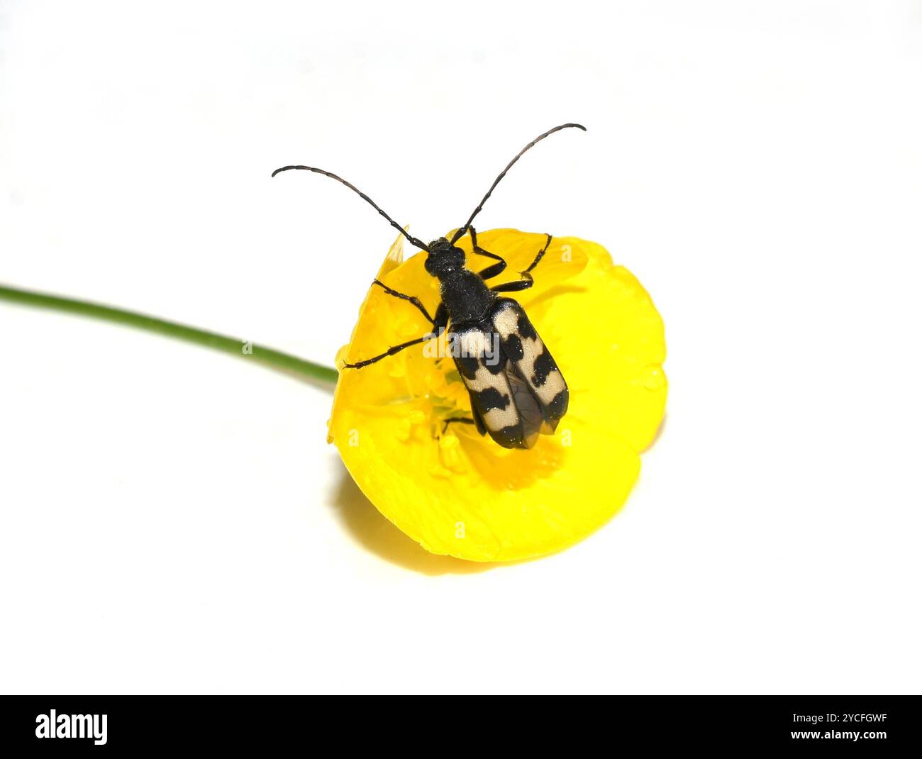 Trois bandes Longhorn Beetle Judolia sexmaculata assis dans une fleur jaune Banque D'Images