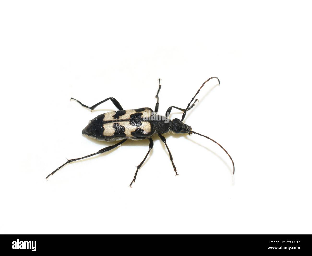 Trois bandes Longhorn Beetle Judolia sexmaculata sur blanc Banque D'Images