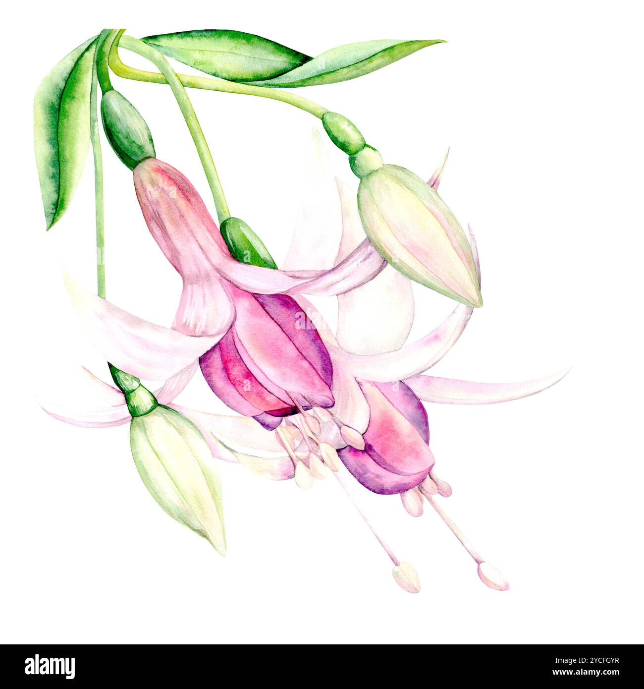 Fleur de fuchsia et bourgeons. Illustration aquarelle lumineuse est dessinée à la main sur un fond blanc. Convient pour le décor et les textiles Banque D'Images