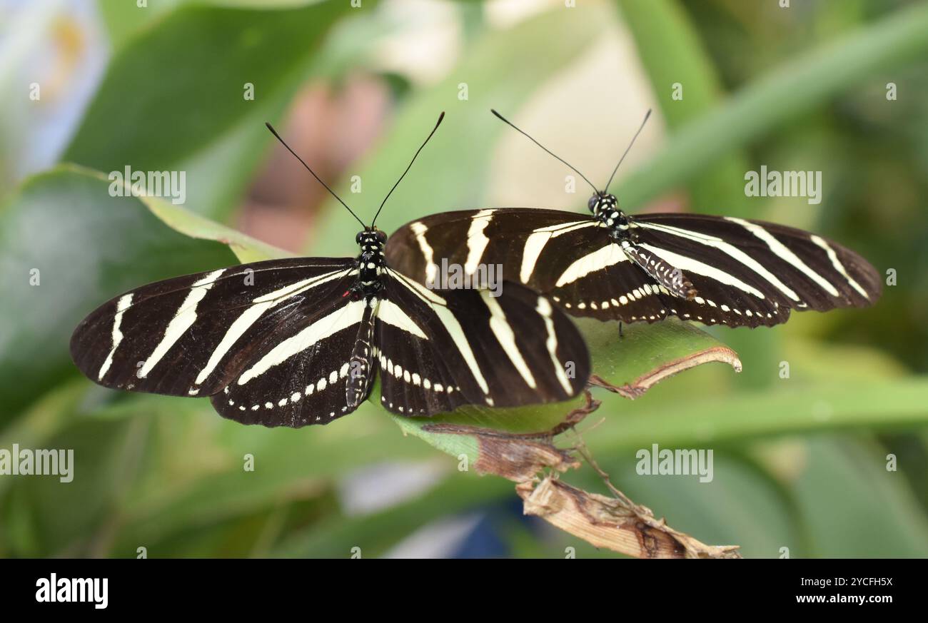 Deux papillons zébrés à longerons Heliconius charithonia sur une feuille Banque D'Images