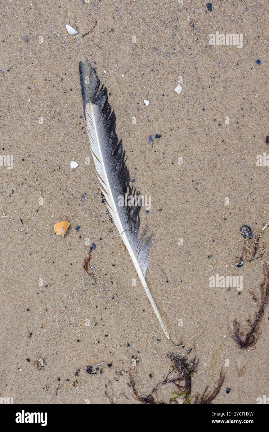 plage nature morte, flotsam et jetsam, papier peint, plume Banque D'Images