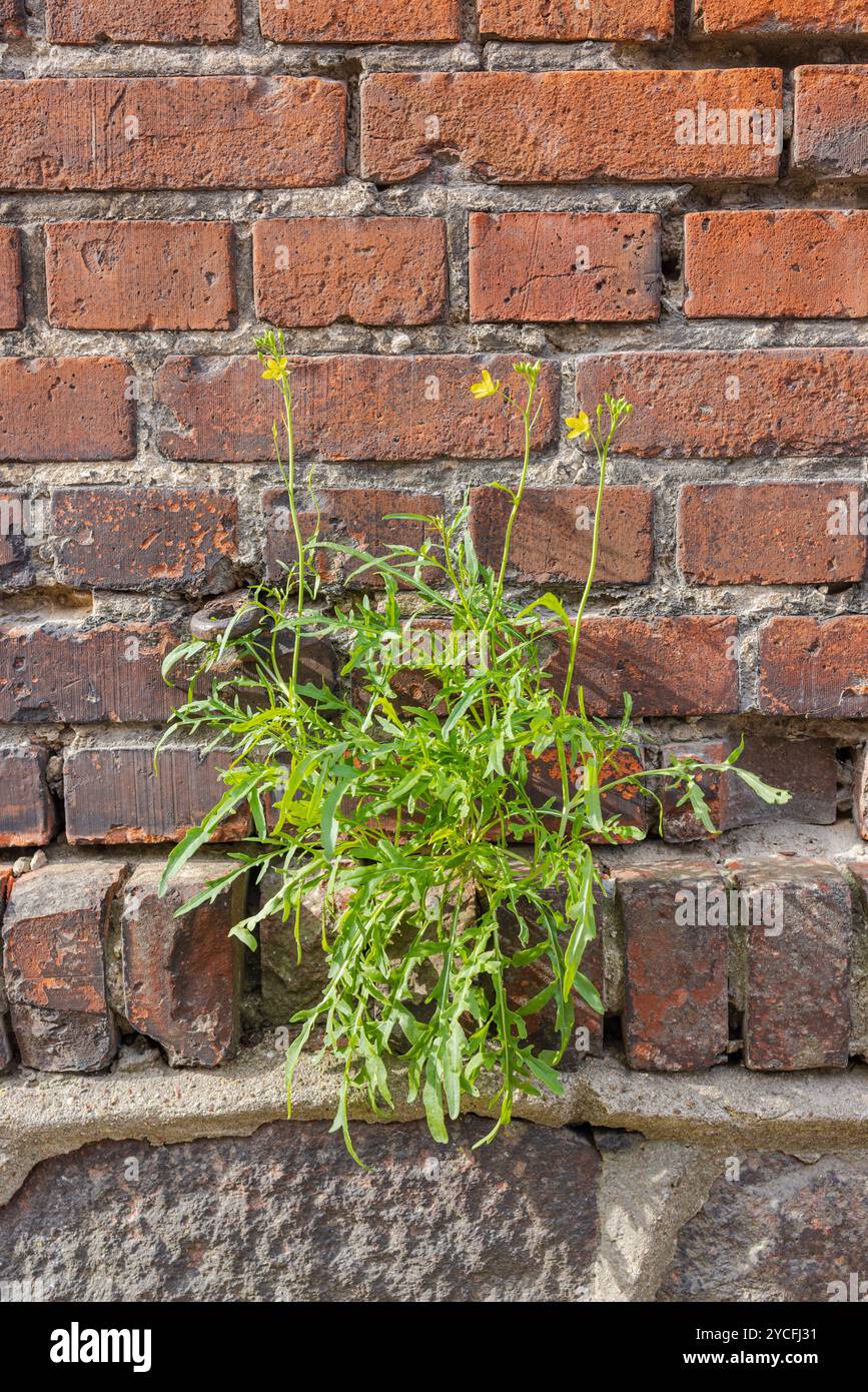 Vieille maçonnerie, envahie de plantes Banque D'Images